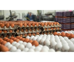 Skup i giełda jaj wiejskich, jaja wiejskie kupię i sprzedam, import i eksport