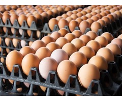 Quality eggs from Poland. The BIGGEST eggs markeplace in Europe