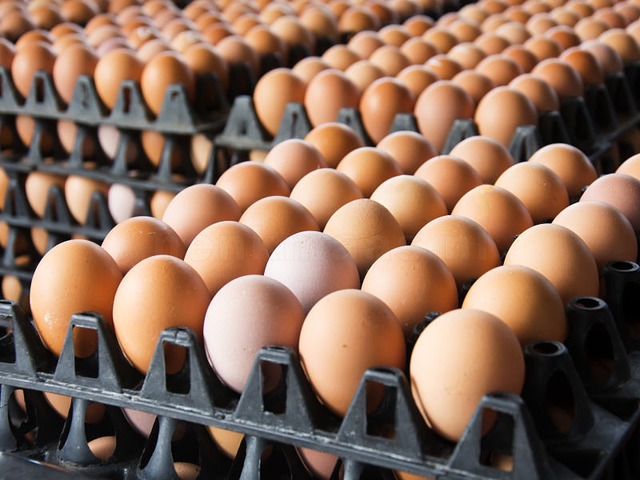 Quality eggs from Poland. The BIGGEST eggs markeplace in Europe