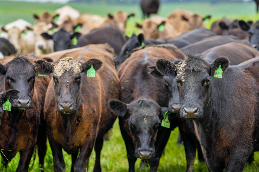 Tucz kontraktowy bydła mięsnego a opłacalność hodowli